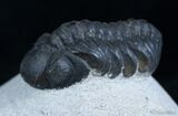 Bargain Reedops Trilobite - inches #2977-1